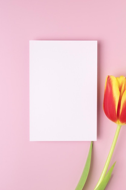 White paper empty blank tulip flower on pink background Invitation card mockup on beige table Flat lay top view copy space mockup