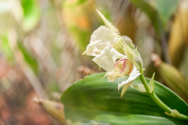 White papua new guinea orchid flower