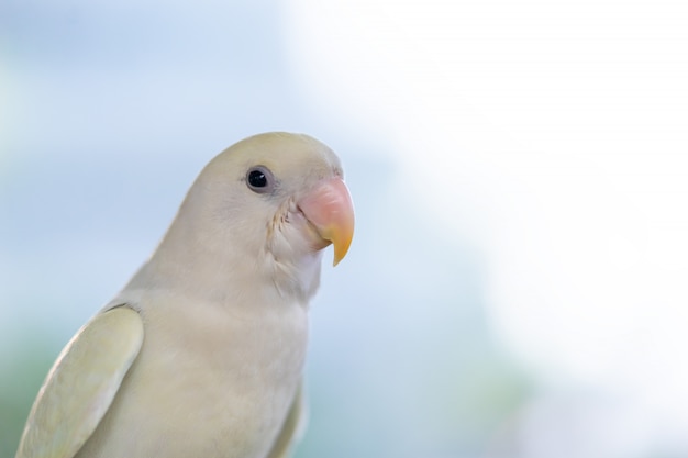 A white parrot standing closed up face