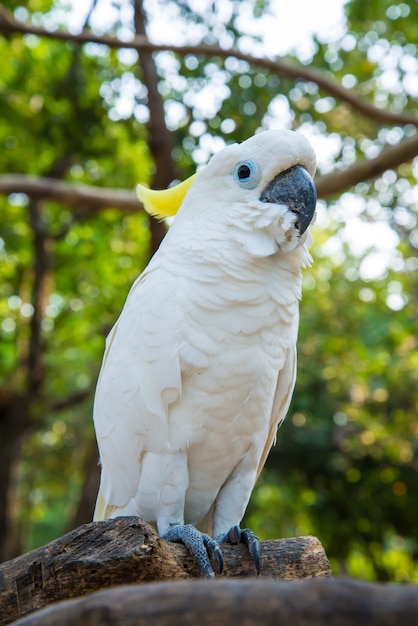 White parrot