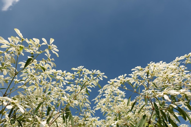 White pascuita flowers, closeup image in the daytime