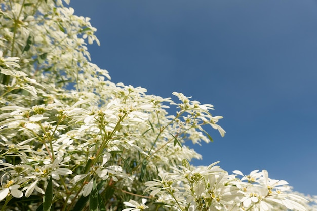 White pascuita flowers, closeup image in the daytime