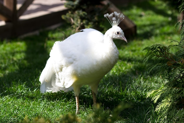 White peacock on green grass