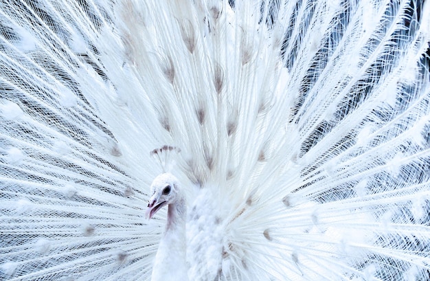 White peacock opening feathers The most beautiful white peacock