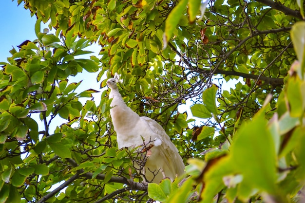 White peacock on a tree A white bird is perched in a tree with green leaves