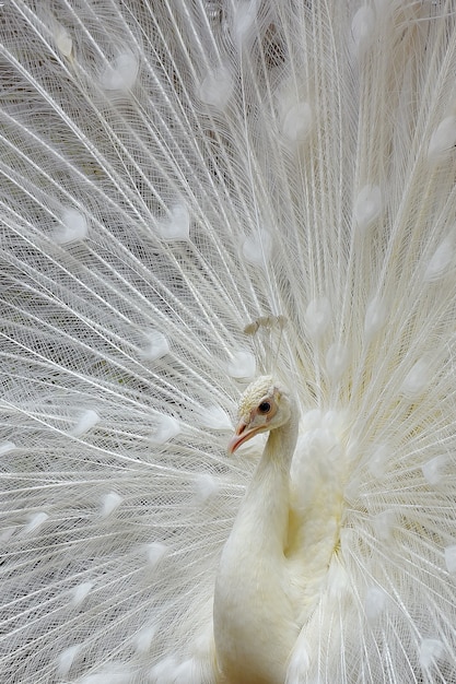 White peacock with beautiful feather