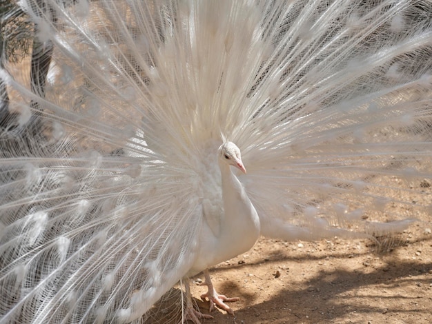 A white peacock with spread its wings