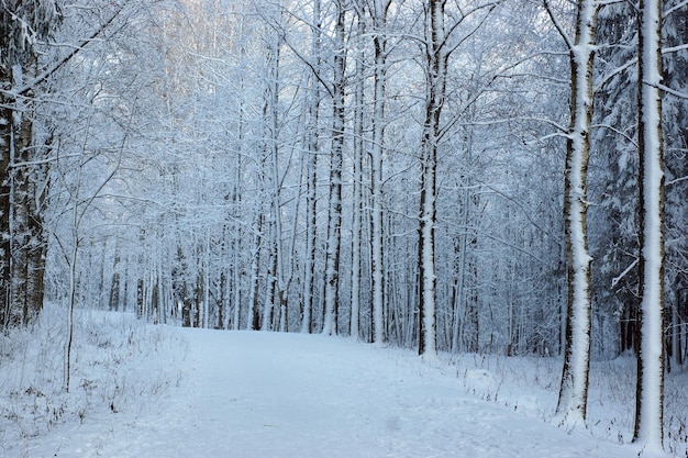 White pedestrian road in the park between snow-covered trees, winter landscape