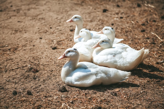 White Pekin ducks