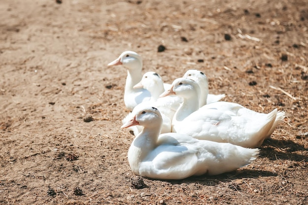 White Pekin ducks