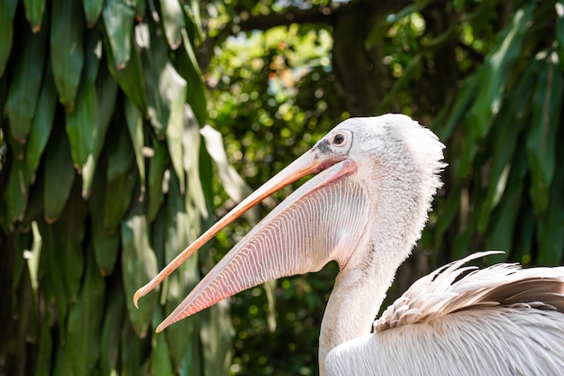 A white pelican in a park sits on a fence close-up. Bird watching