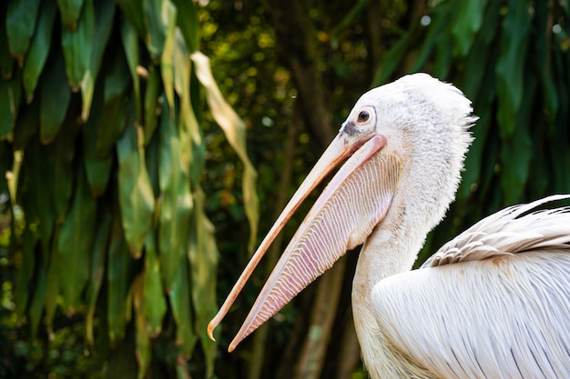 A white pelican in a park sits on a fence close-up. Bird watching