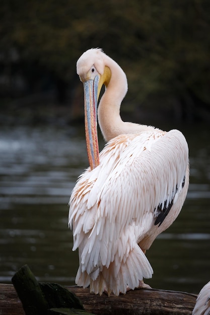 White pelican Pelecanus onocrotalusxA