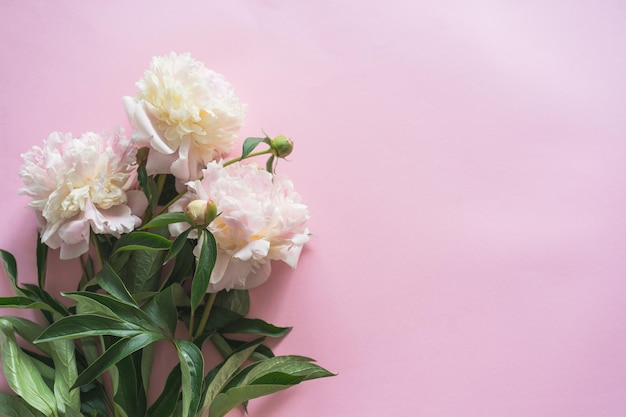 White peonies on a pink background Free space for your inscription Beautiful holiday card Mother's Day Love and romantic concept