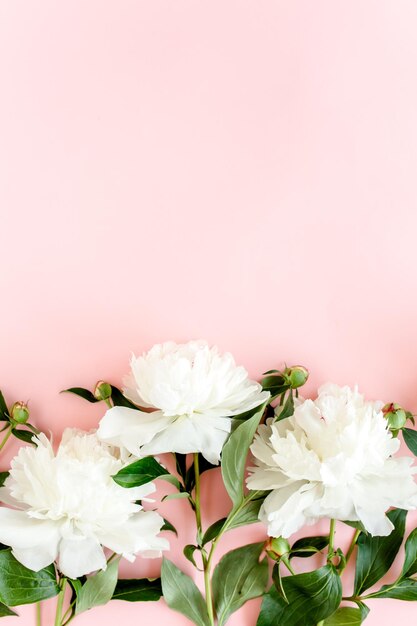 White peonies on pink background minimal floral concept greeting card flat lay top view