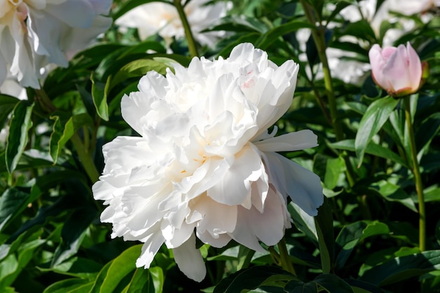 White peony blooms closeup