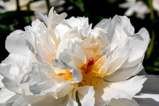 White peony blooms closeup