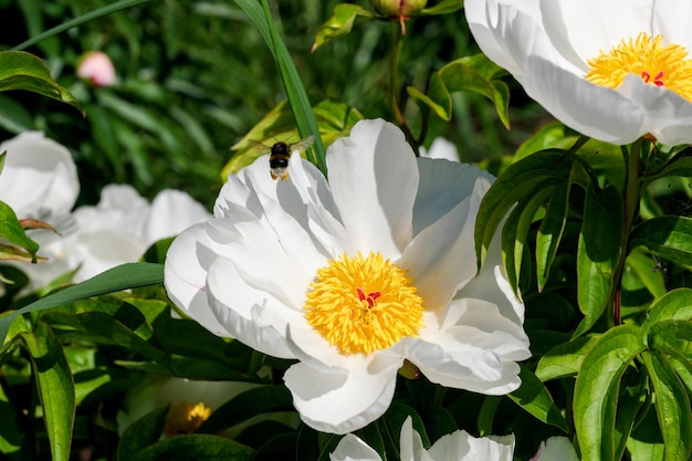 White peony blooms closeup