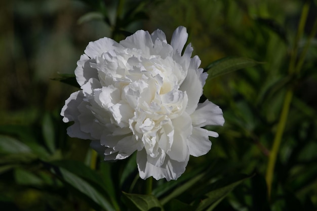 White peony on a dark green background closeup