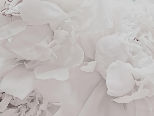 White peony flower as abstract floral background for holiday branding