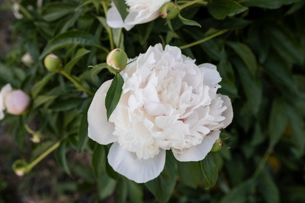 Photo white peony flower on a background of green leaves in the garden