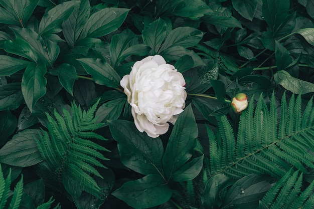 White peony flower on a green leaf backgroun