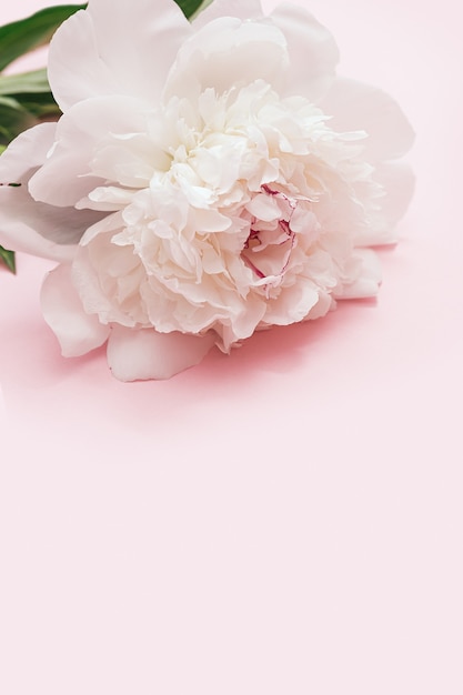 White peony flower on pink Summer blossoming delicate peony