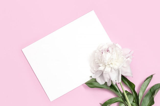 White peony flower on pink surface with letter