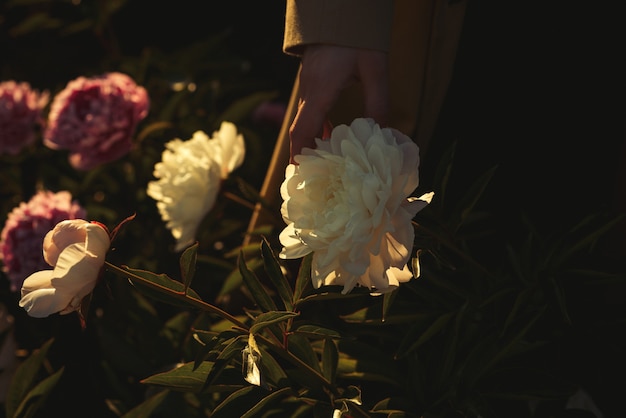 White peony flower in woman hand in sunny rays. Botanical garden.