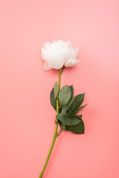 White peony on a pink background