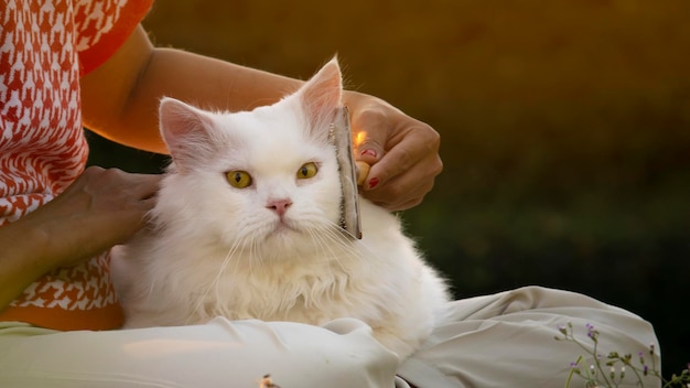 White Persian Cat Shedding and Grooming Hair in morning yardHair Removal Comb