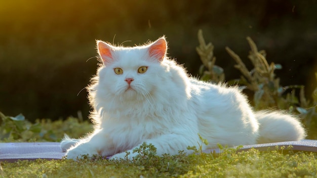 The White Persian cat sits gracefully in  in morning garden