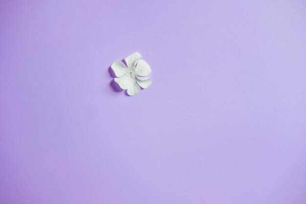 White petal sixleaf on a purple Background copy space