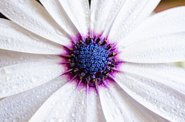 white petals with dew drops central blue and purple core macro