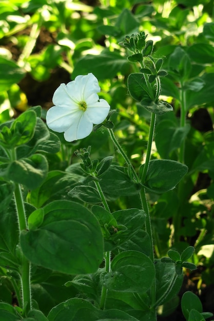 white petunia flower grows on a bed in the garden