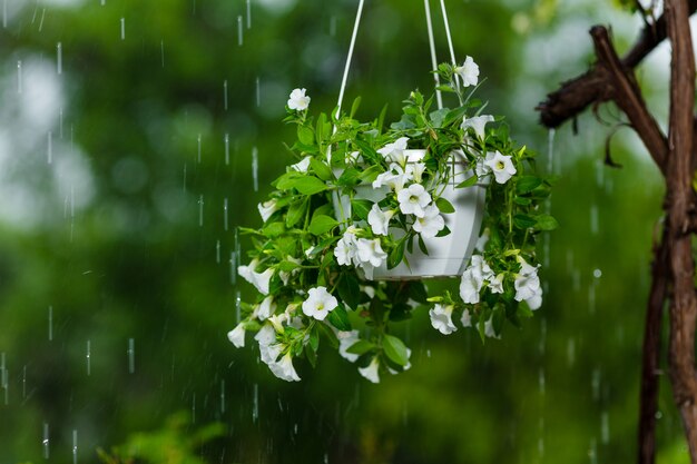 White petunia in hanging flower pot