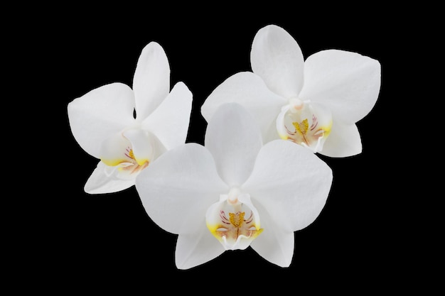 white phalaenopsis orchid flowers on a stem, isolated