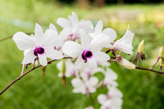 White Phalaenopsis orchid