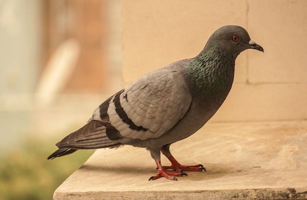 White pigeon images