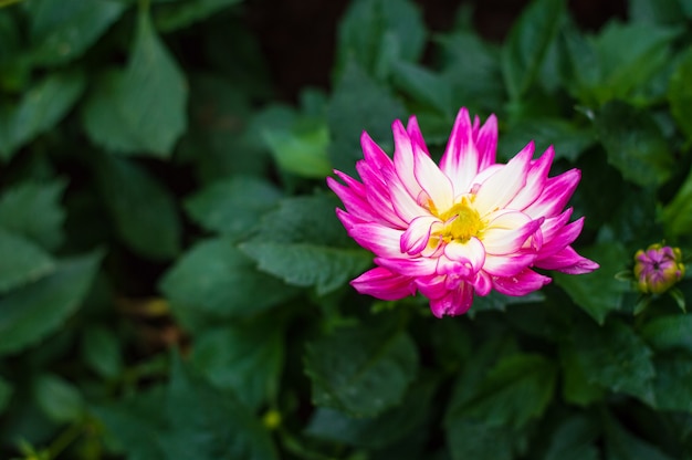 White and pink Dahlia blooming in the garden.