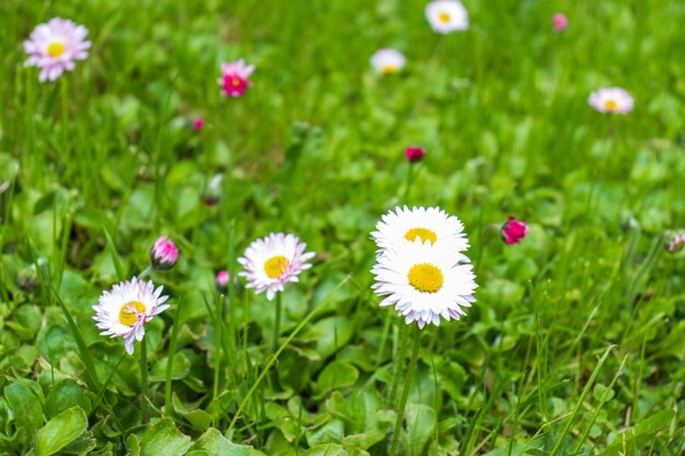 White and pink daisies in a green meadow close up