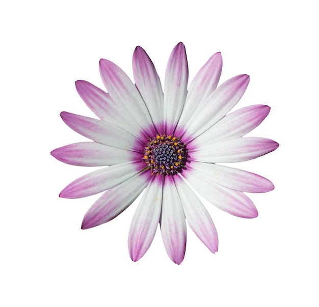 White and pink daisy isolated on white background