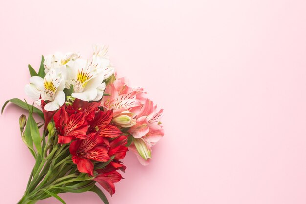 White and pink flower Alstroemeria on a pink