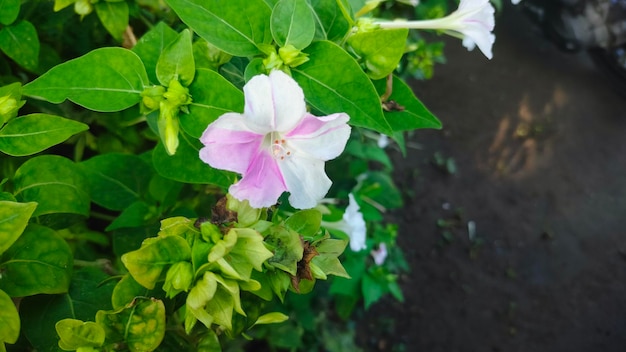 A white and pink flower in the garden