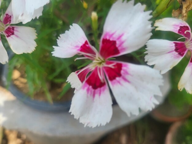 Photo a white and pink flower with a red center and white petals