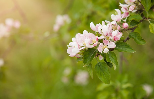 White and pink flowers of an apple tree in springtime Blurring natural background Selective focus