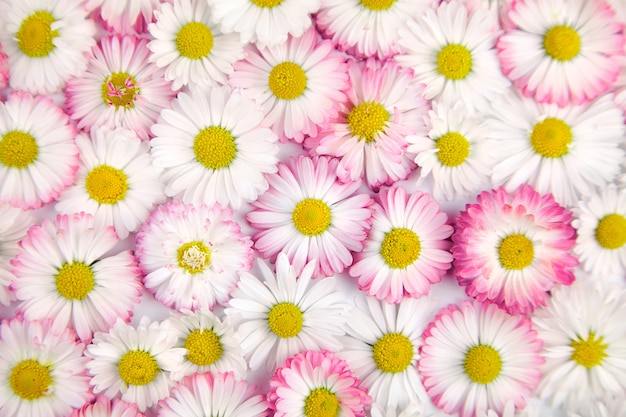 white and pink flowers background