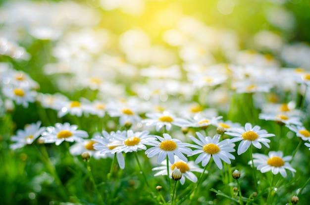 White pink flowers in the green grass fields With the sun shining