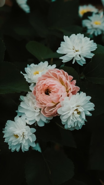 White and pink flowers