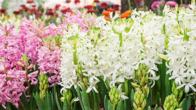 White and pink Hyacinth flower in a garden.